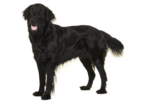 Flat coated retriever for sale sale near me